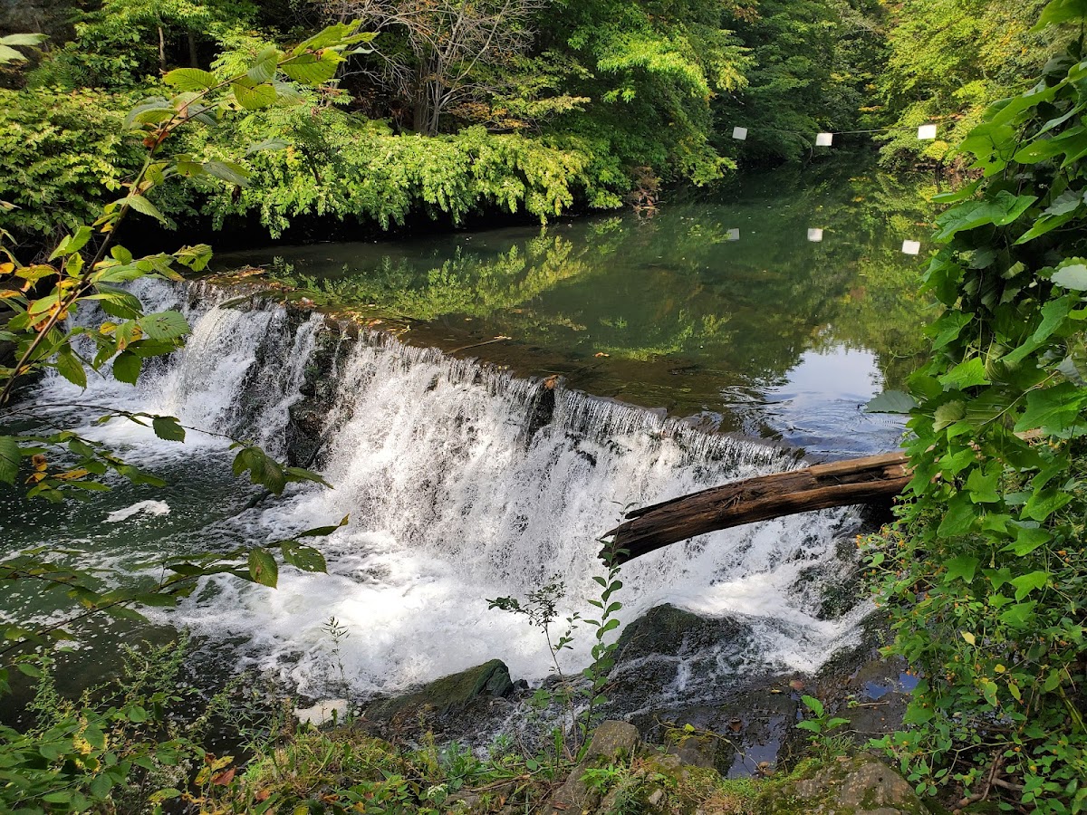 Edible Academy, NYBG class experience